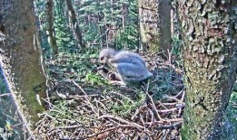 最新老鼠爆料新闻视频下载,一窥娱乐圈幕后真相